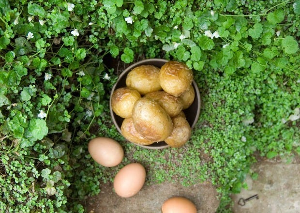 Ingredient, Produce, Groundcover, Terrestrial plant, Fungus, Bolete, Natural foods, Whole food, Russula integra, Local food, 