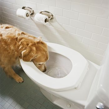 what happens if a dog drinks toilet water