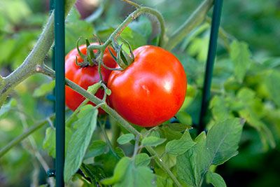Aspirin Prevents Blight In Tomato Plants - Use Aspirin To Help Your ...
