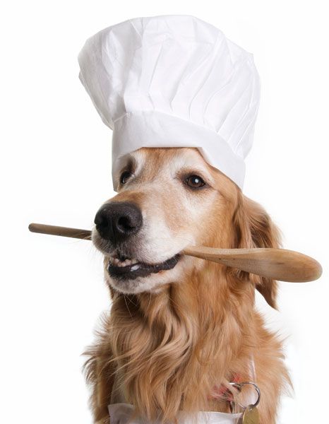 Dogs Wearing Chefs Hats - Dog Chefs