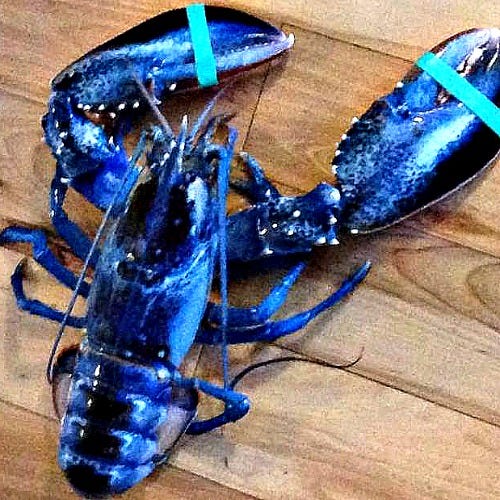 Blue Lobster