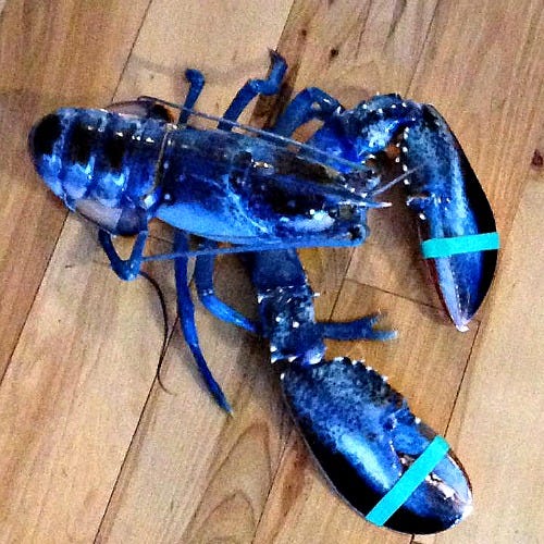 Blue Lobster