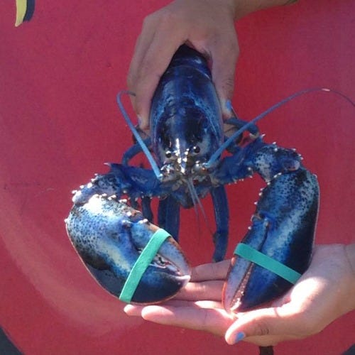 Blue Lobster