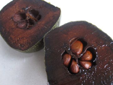 Black Sapote
