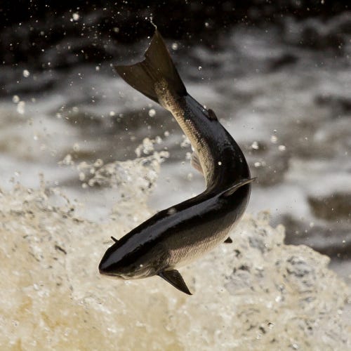 Salmon Swimming Upstream