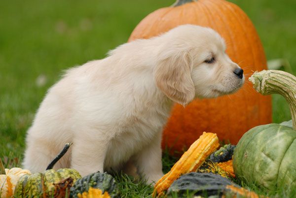 Puppies And Pumpkins Photos Of Puppies With Pumpkins