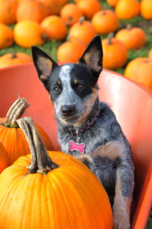 puppies with pumpkins