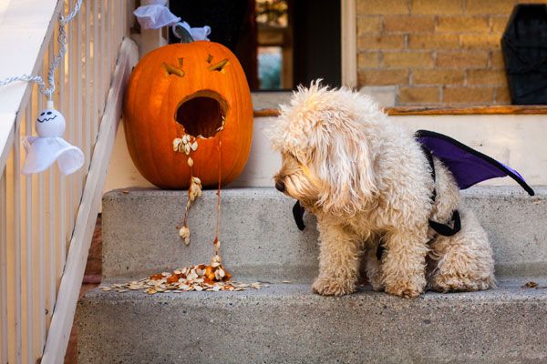 puppies and pumpkins