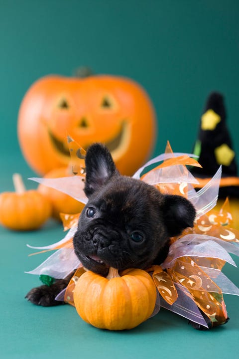 Puppies and Pumpkins - Photos of Puppies with Pumpkins