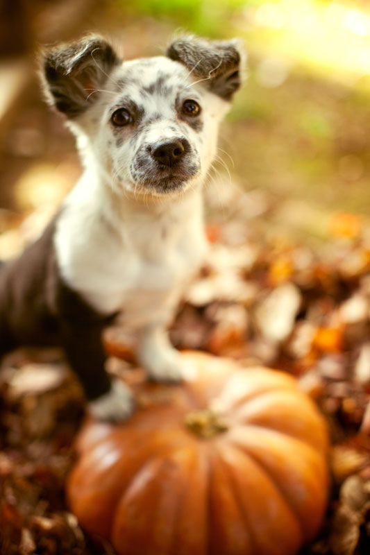 puppies and pumpkins