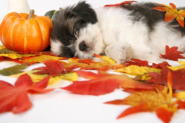 Puppies and Pumpkins - Photos of Puppies with Pumpkins