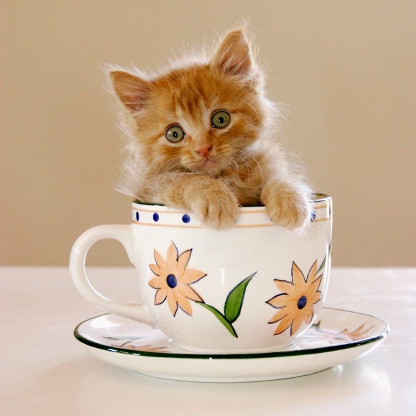Cat Coffee