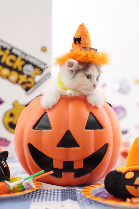 Kittens with Pumpkins - Photos of Kittens and Pumpkins