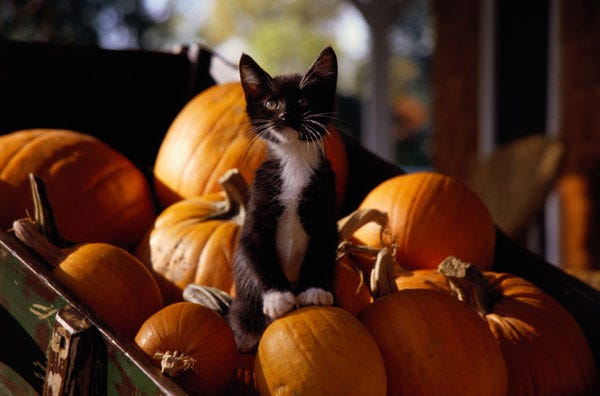 Kittens with Pumpkins - Photos of Kittens and Pumpkins