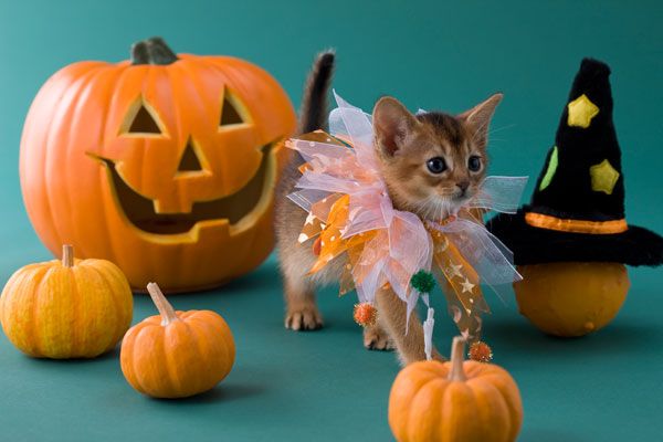 pumpkin with kittens