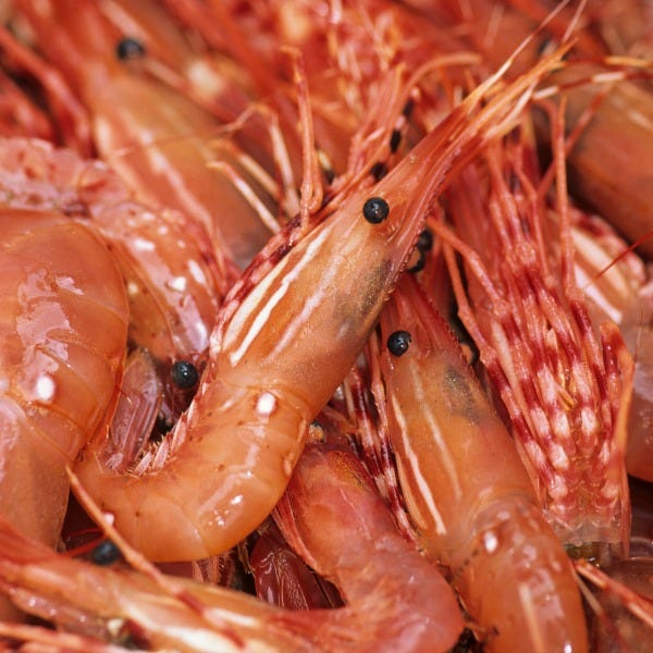 Shrimp