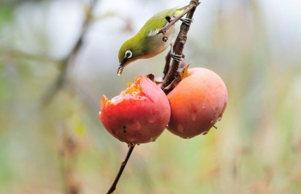 Branch, Fruit tree, Bird, Fruit, Beak, Adaptation, Produce, Woody plant, Peach, Morning, 