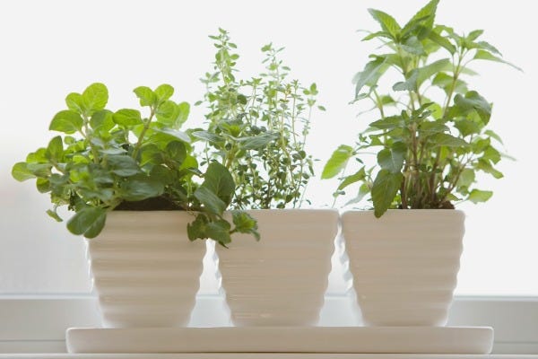 Houseplant Set