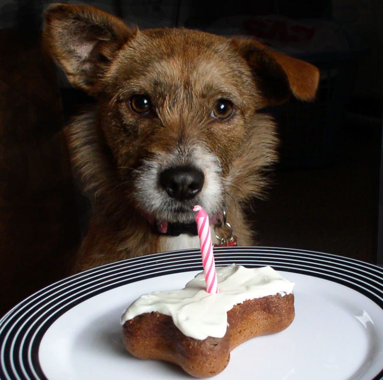 dog eating cake