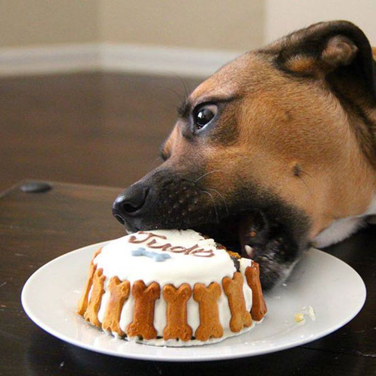 Dogs Eating Cake Cute Photos of Dogs