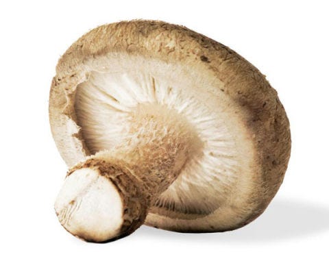 mushroom mushroom