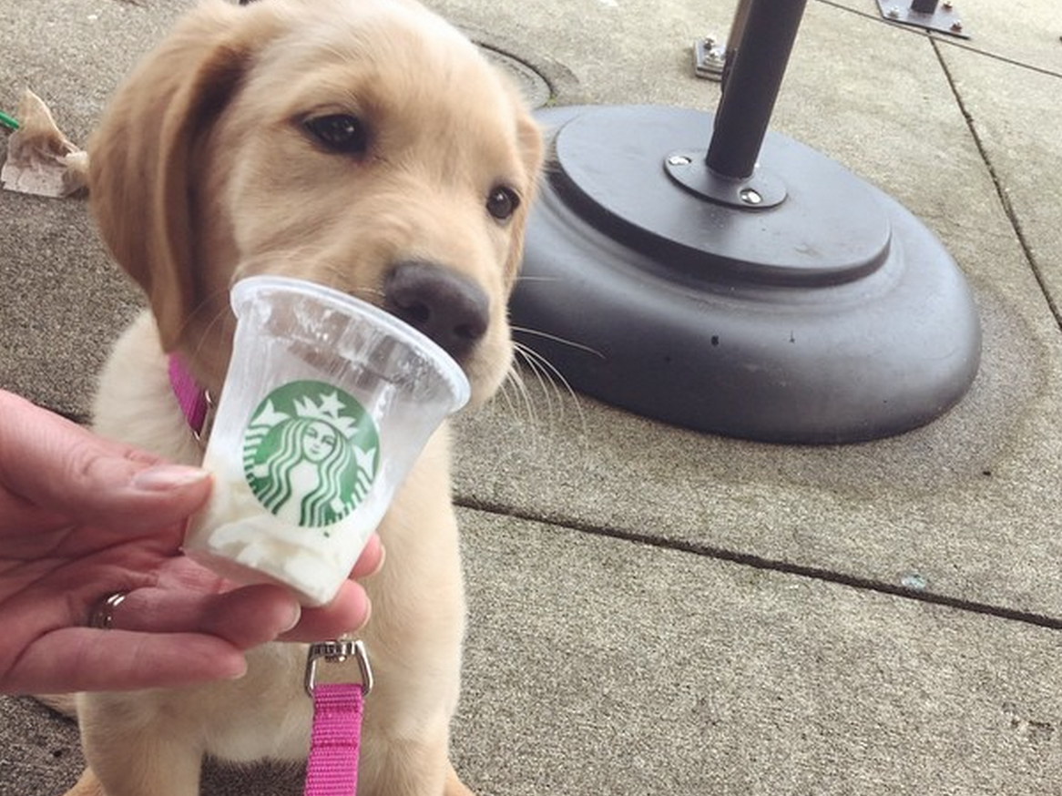 can i bring my dog into starbucks