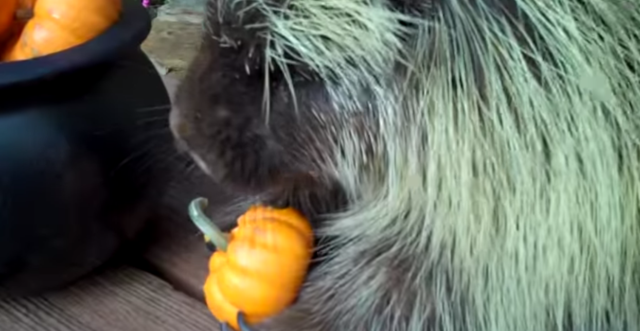 This Porcupine Loves Pumpkin - Talking Porcupine Gobbles Pumpkin