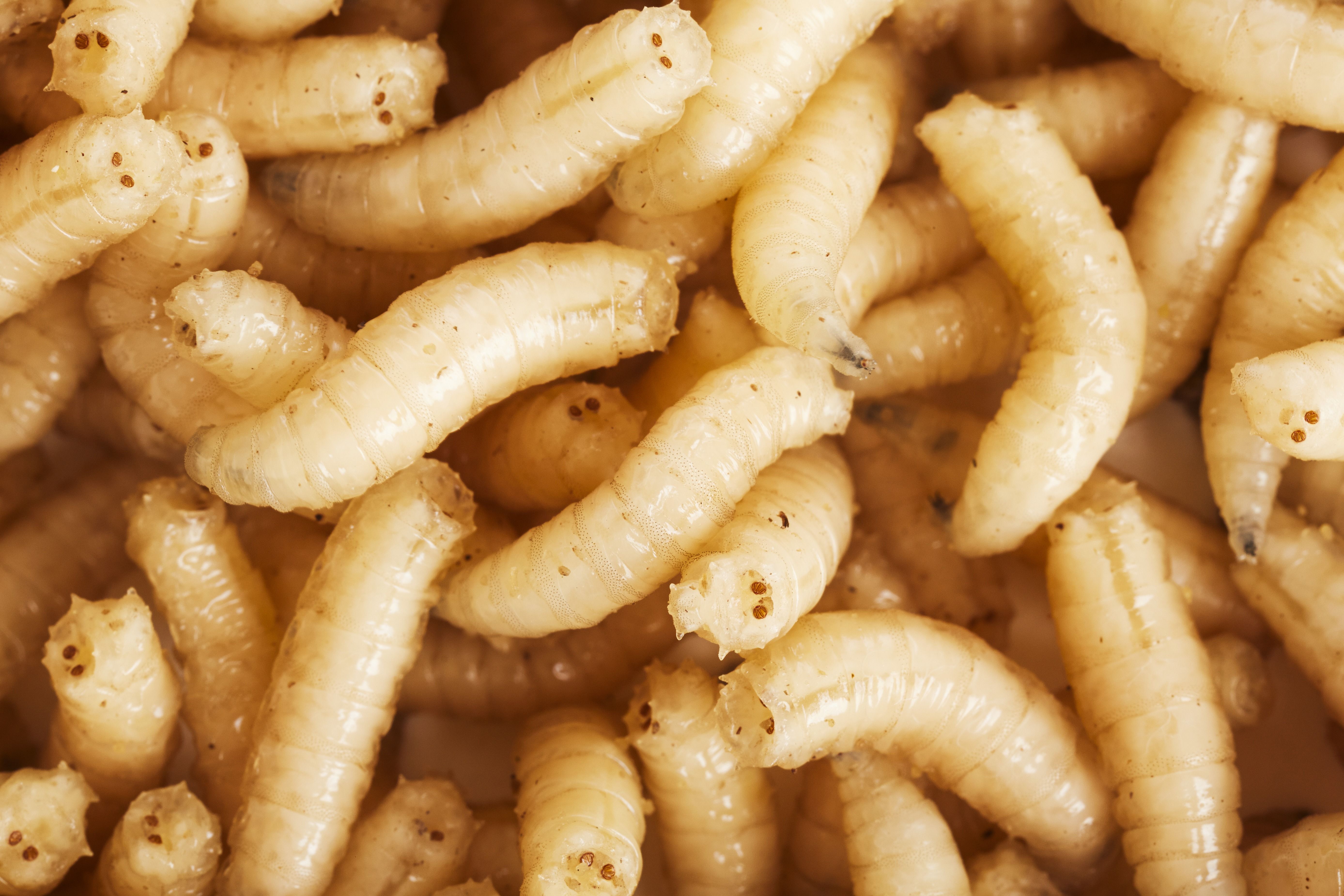 You're Probably Eating 1-2 Pounds Of Bugs A Year Without Realizing It