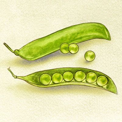 Peas Line Drawing. Vector & Photo (Free Trial) | Bigstock
