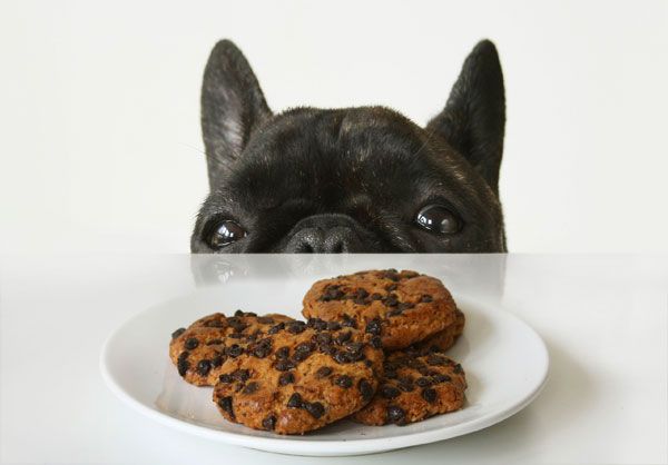 Dogs and Christmas Cookies Dogs with Cookies