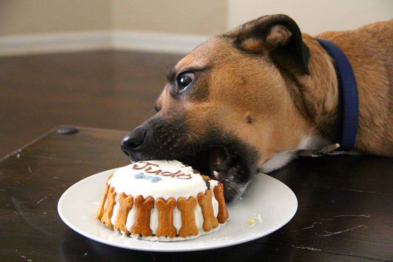 dogs eating birthday cake