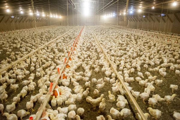 Virtual Reality Free Range Chickens - Second Livestock