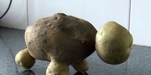 Picture: The tortoise-shaped potato