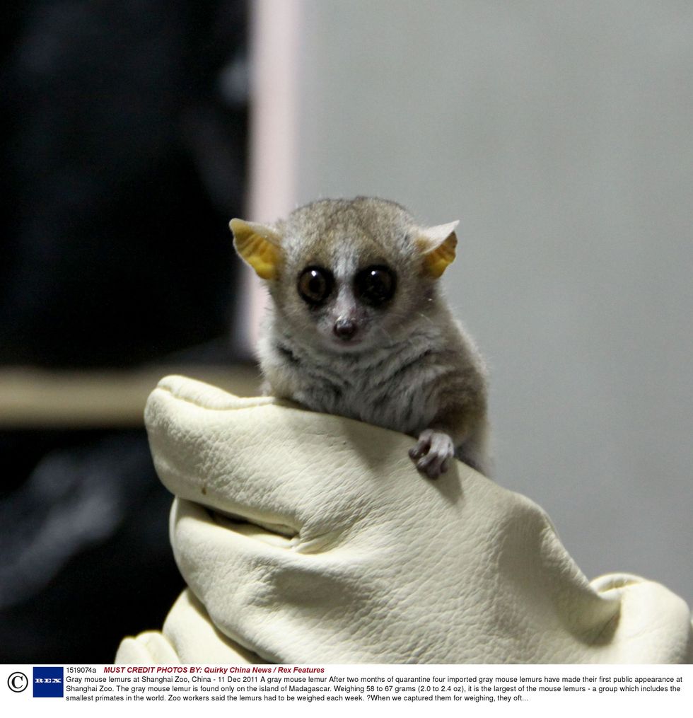 baby mouse lemurs