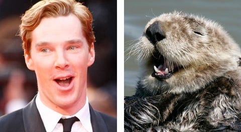 Cumberbatch Looks Like An Otter Photos