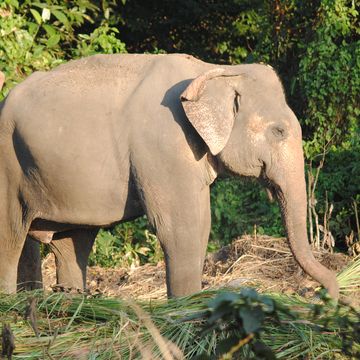 Elephant, Elephants and Mammoths, Vegetation, Natural environment, Organism, Skin, Plant community, Terrestrial animal, Nature reserve, Indian elephant, 