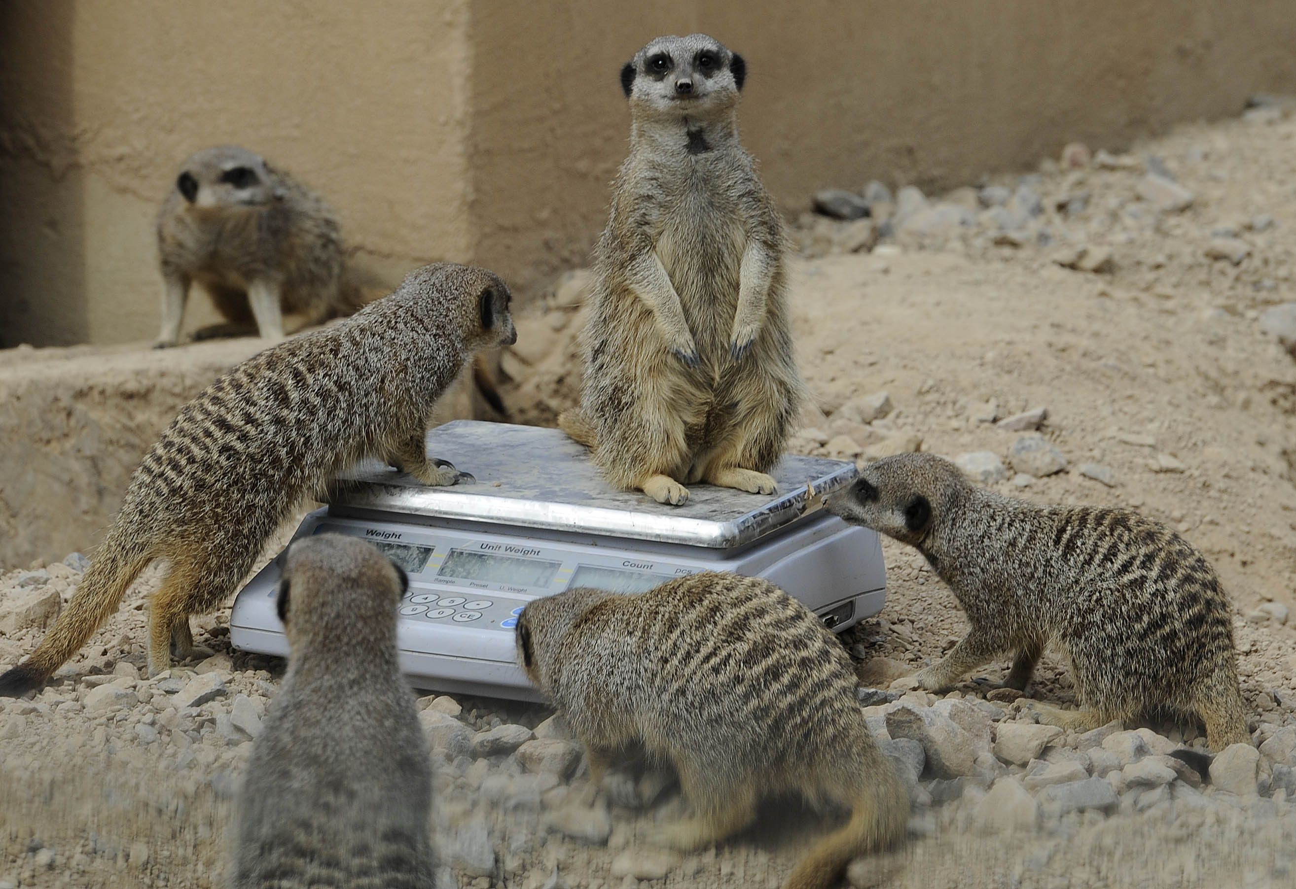 Zoo animals get measured - pictures