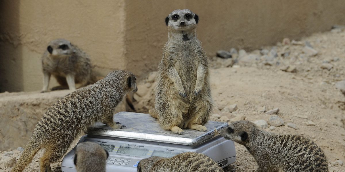 Zoo animals get measured - pictures