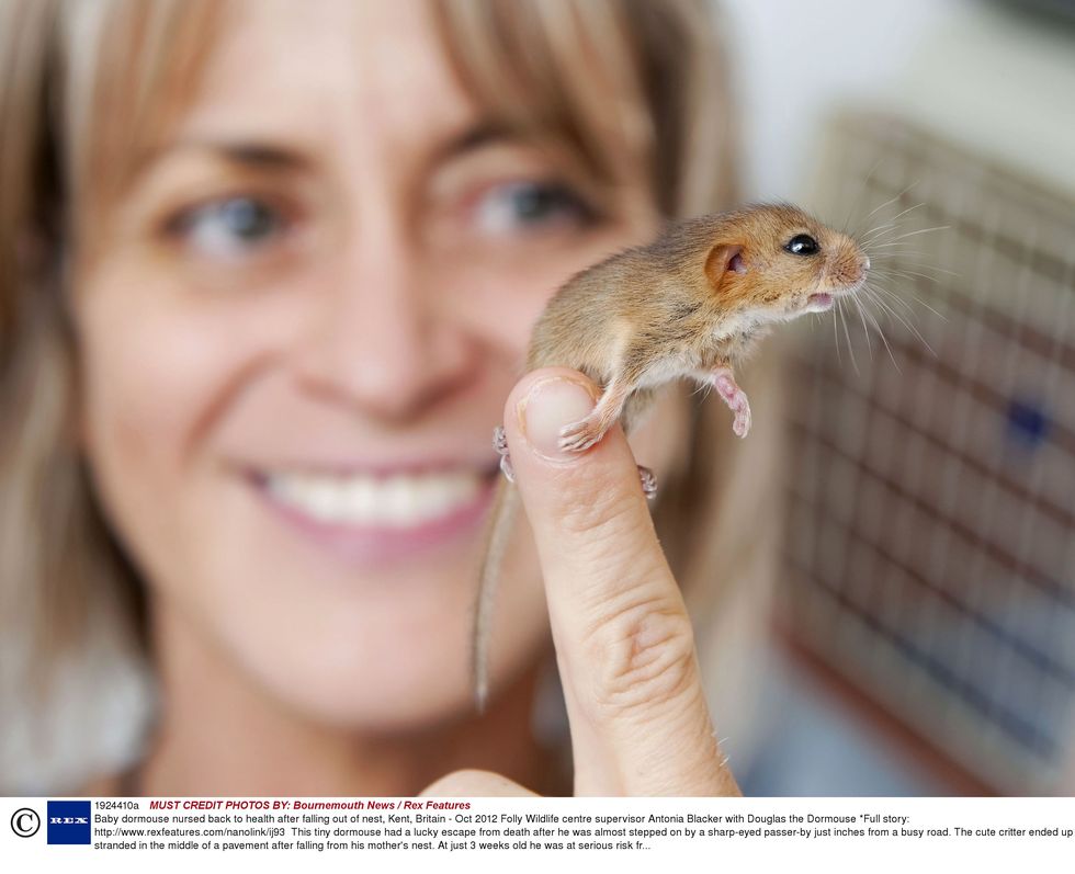 Looking for harvest mice at an airport