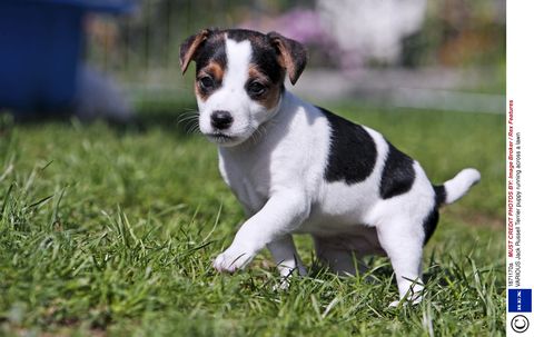 Grass, Dog breed, Dog, Carnivore, Snout, Puppy, Companion dog, Terrestrial animal, Canidae, Working animal, 