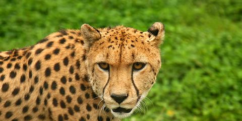 Zoo uses racetrack to exercise cheetahs