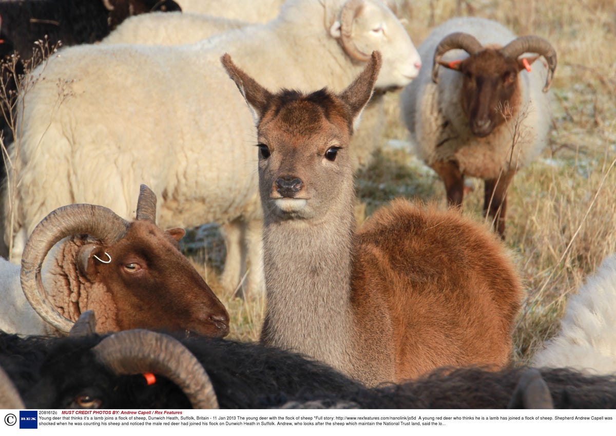 Confused deer joins sheep - pictures