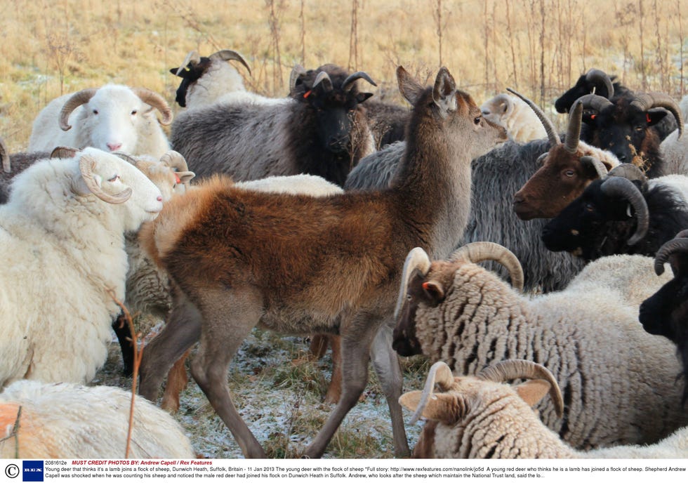 Confused deer joins sheep - pictures