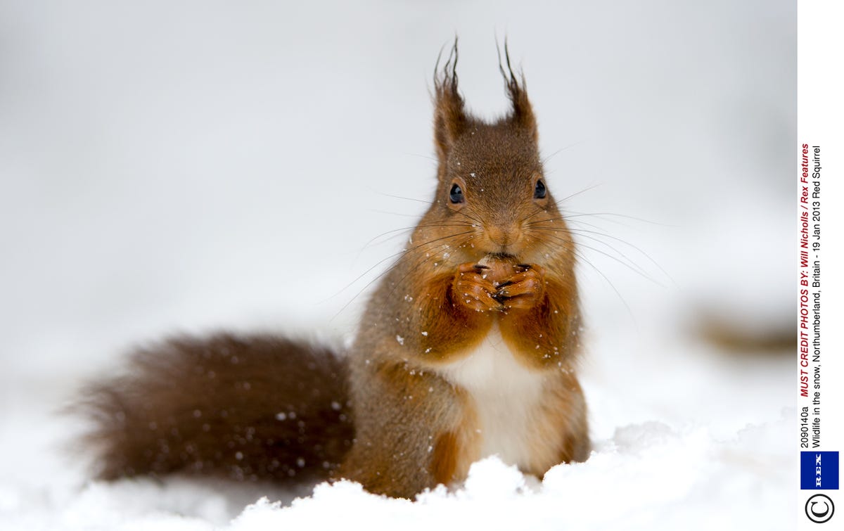 Cute animals in the snow - gallery