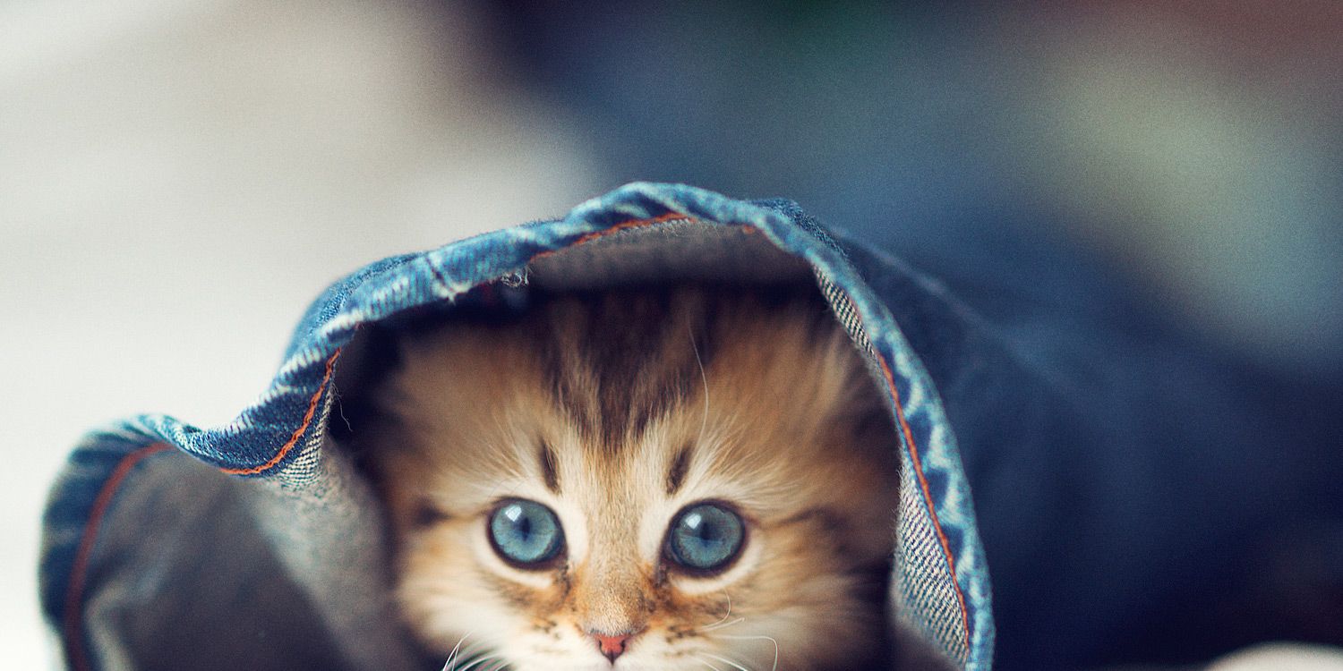 prettiest kitten in the world
