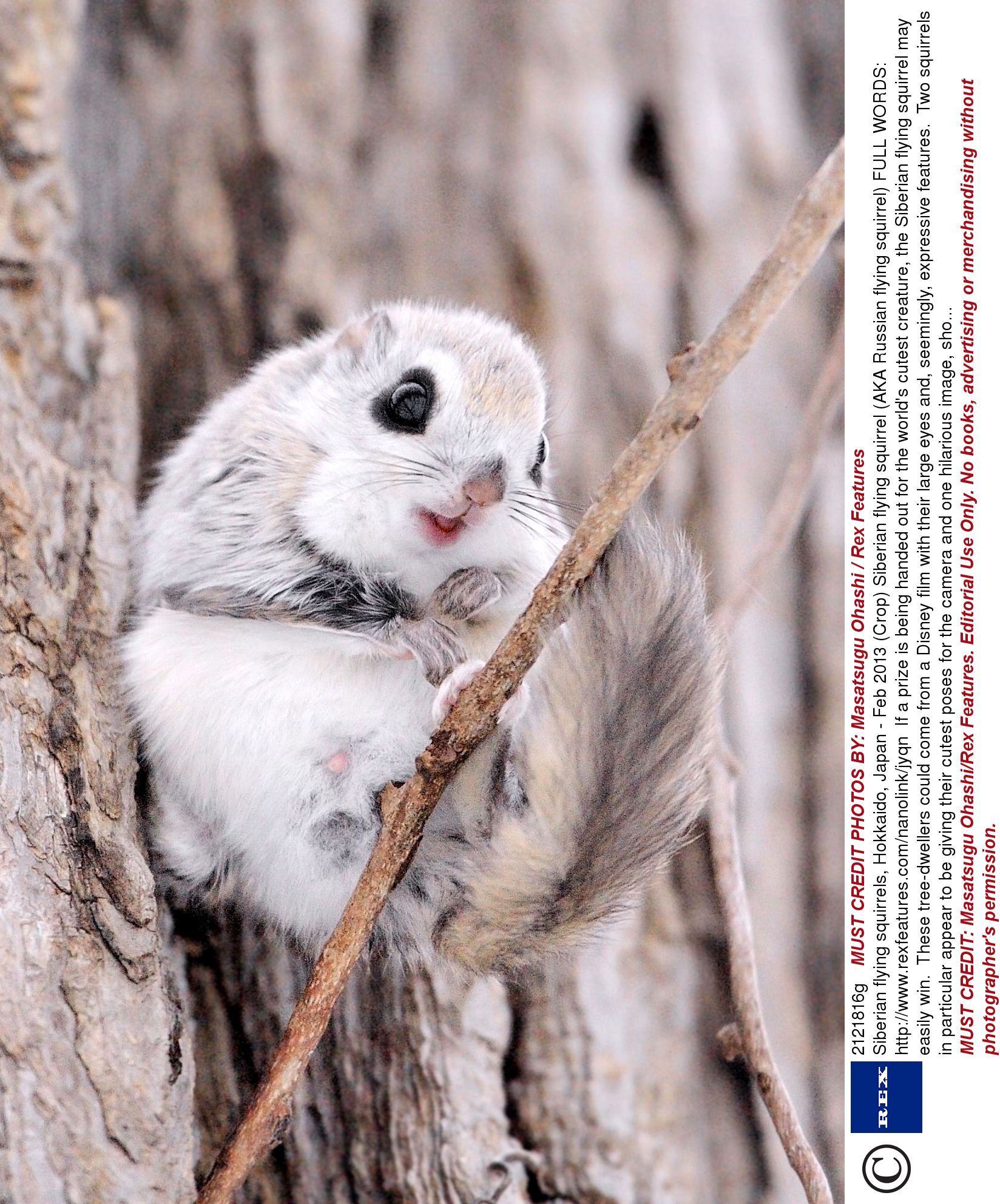 Siberian flying squirrel hot sale pet