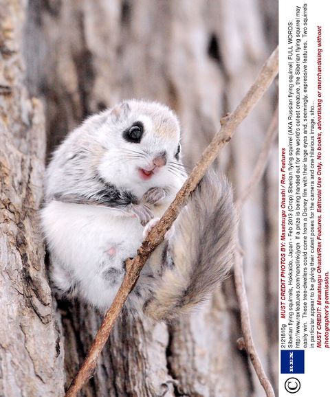 funny flying squirrel pictures