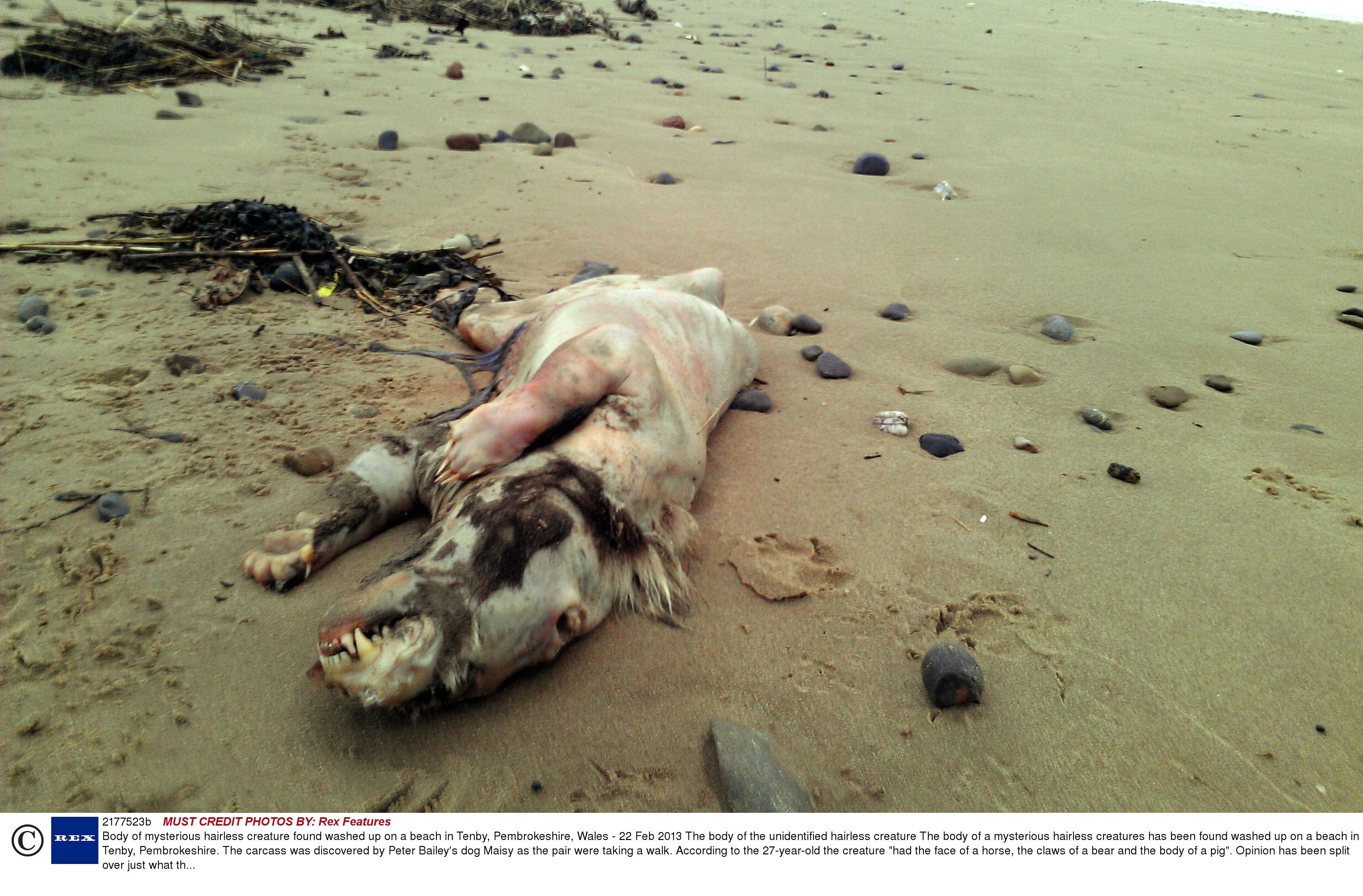 Mysterious creature found on Welsh beach