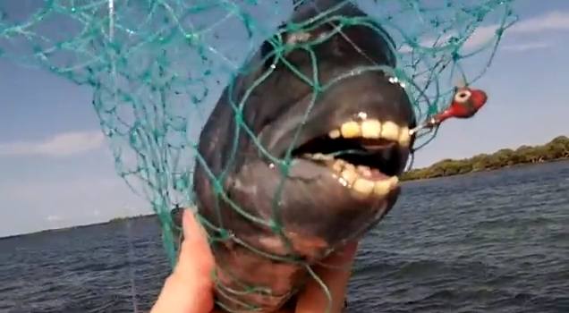 Fisch mit menschenähnlichen Zähnen - VideoFisch mit menschenähnlichen Zähnen - Video  