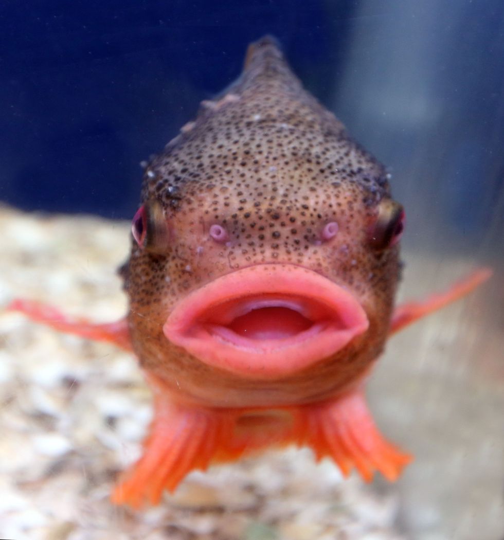 Fish looks like Mick Jagger - pictures